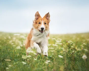 Un chien cours dans un prairie
