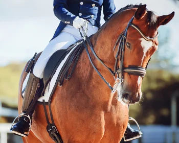 Equitation